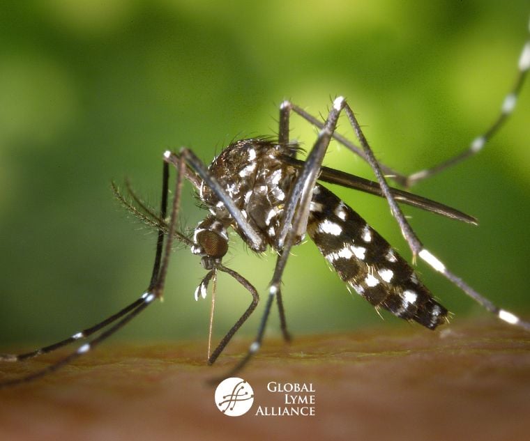 Can You Get Lyme Disease from a Mosquito?